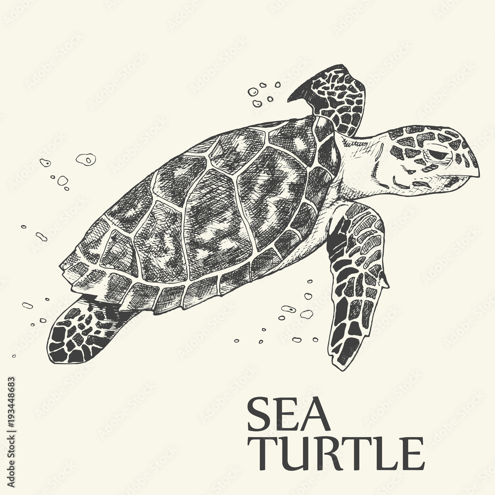 Obraz premium Sea turtle. Hand drawn vector illustration. Turtle isolated on white background