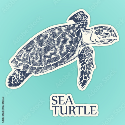 Sea turtle sticker vector. hand drawn illustration