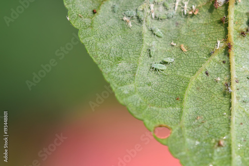 A colony of aphids that lives on a leaf and destroys plants