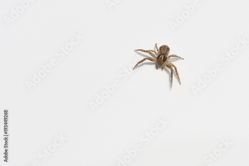 A small spider sits on the white surface of the car. Macro © pridannikov