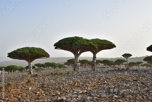 Endemic Dragon tree of Socotra Island on Yemen photo