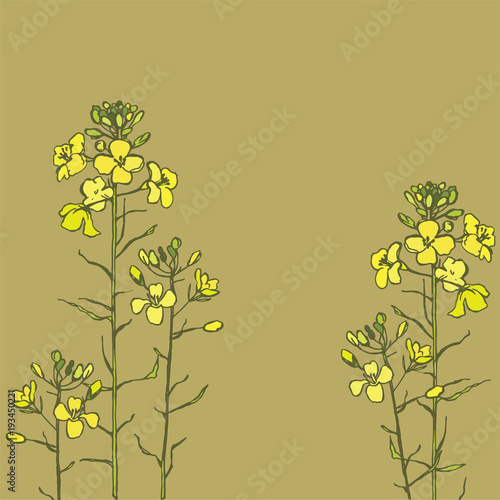 Bright, sunny flowering Brassica napus. Yellow Fields
