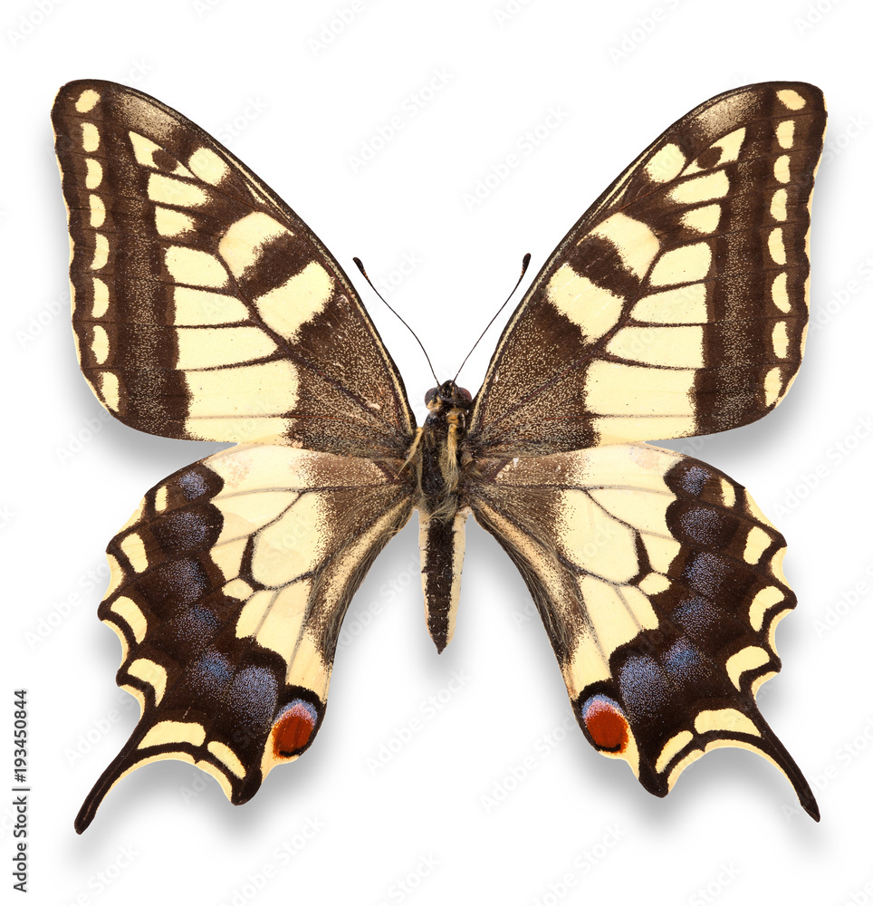 Fototapeta premium butterly isolated on white background