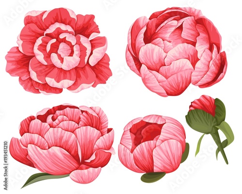 Naklejka Piwonia wektor clipart zestaw 5 czerwony piękny obraz kwiaty