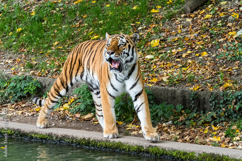 Tiger - Panthera tigris