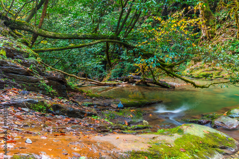 Thicket of the gorge and the mountain river Bezumenka in autumn day, Sochi, Russia
Thicket of the gorge and the mountain river Bezumenka in autumn day, Sochi, Russia