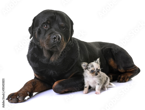 puppy chihuahua and rottweiler © cynoclub
