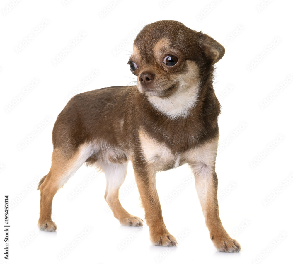 Obraz premium brown chihuahua in studio