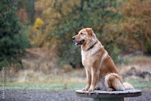Dog on a bench in the fall