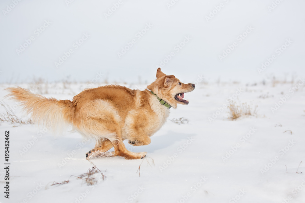 Golden retriever running in snowy field
