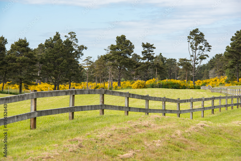 Fototapeta premium Country fence and trees