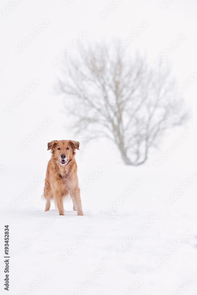 Golden Retriever in the winter in front of a tree