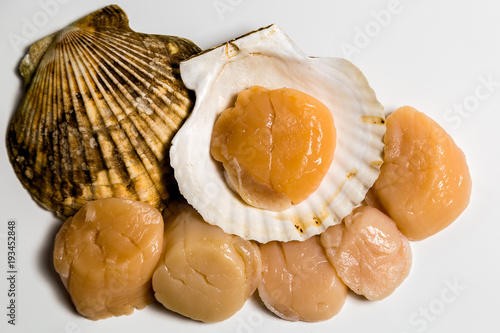 Scallop in shell lies on white background
