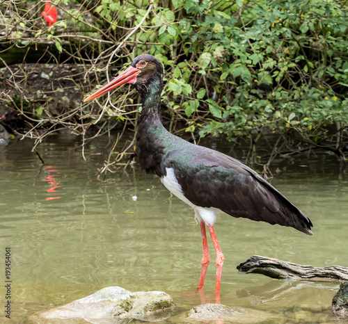 Schwarzstorch - Ciconia nigra