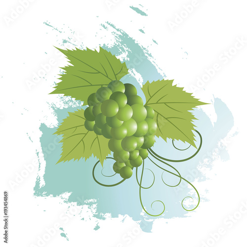 bunch of grapes vector illustration