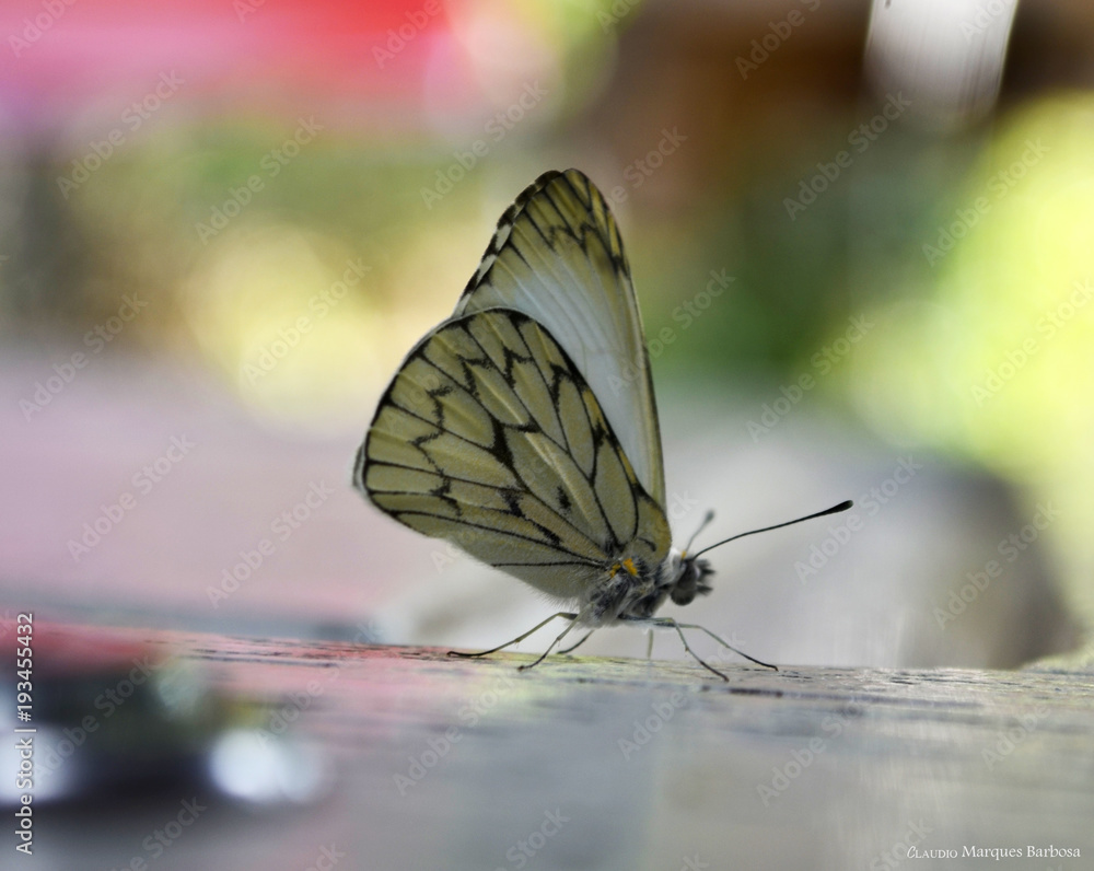 Obraz premium Borboleta