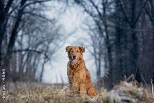 Golden Retriever framed by trees.