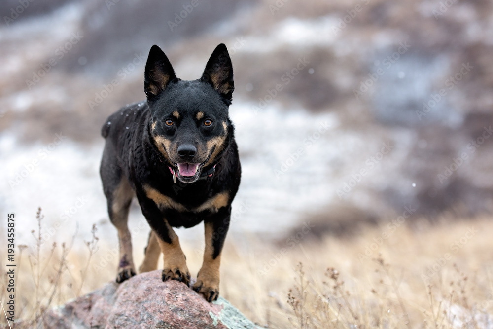 Black and Tan dog on rock