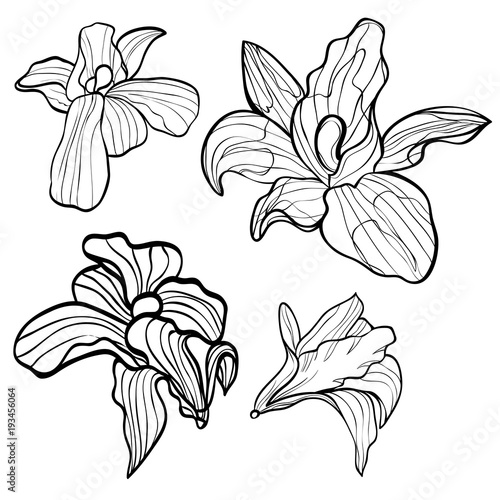 Hand drawn set with orchid flowers. Black and white vector illustration isolated.