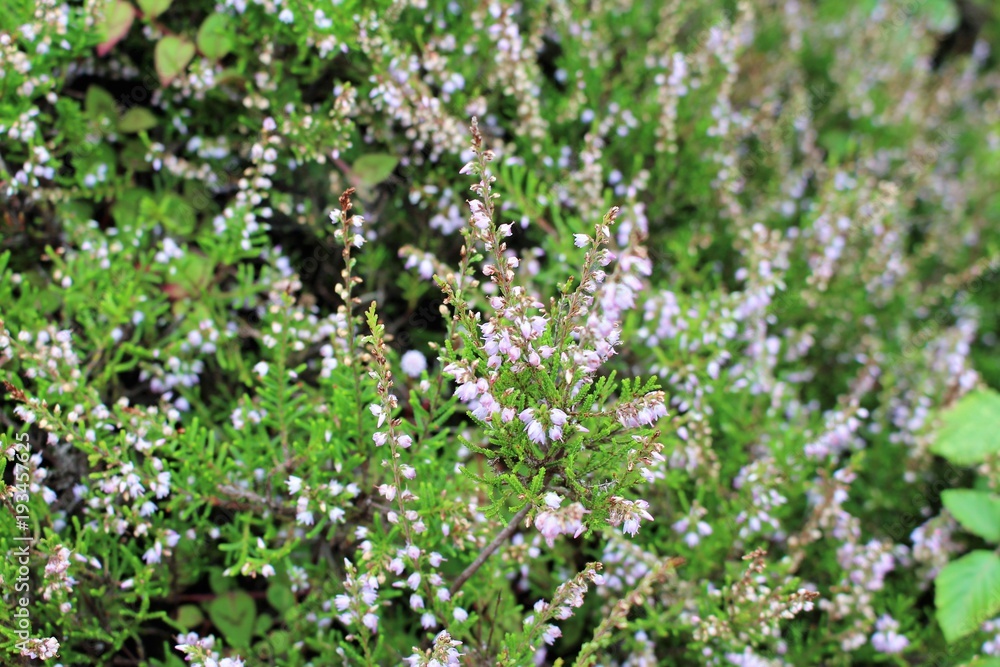 Flores Terceira Azoren Landschaft Wandern Reise