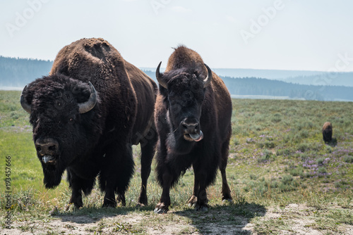 North American Bison in the plains of Wyoming