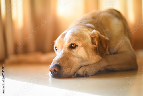 Yellow Labrador dog in light