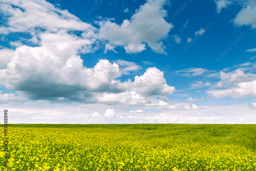 Summer landscape - flowering meadows and fields against a background of clouds