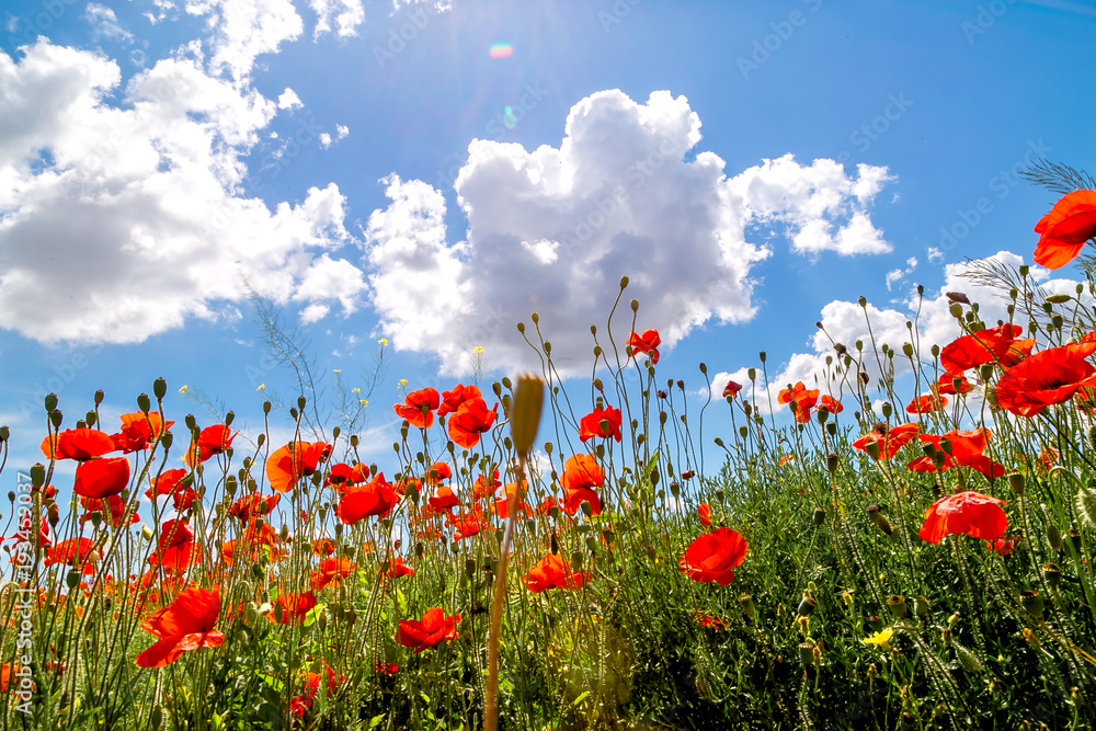 Landscape field with red poppies against the background of mountains and clouds