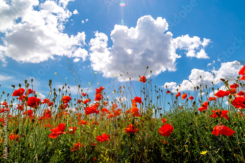 Landscape field with red poppies against the background of mountains and clouds