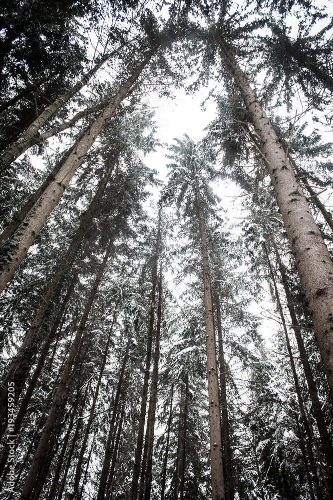 Fototapeta premium Trees.