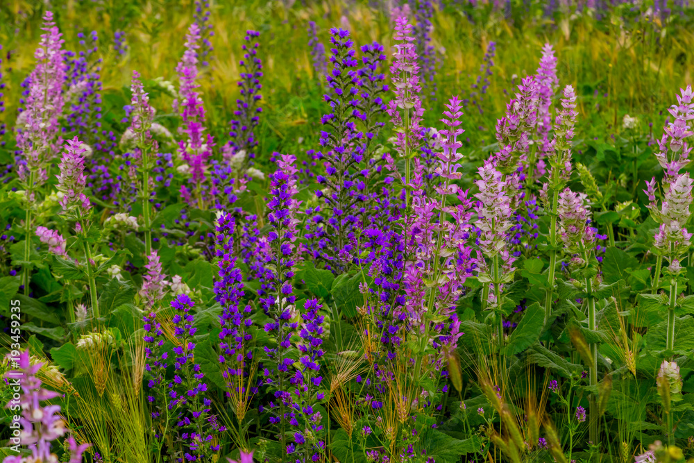 Naklejka premium flowering of purple flowers in summer on a meadow