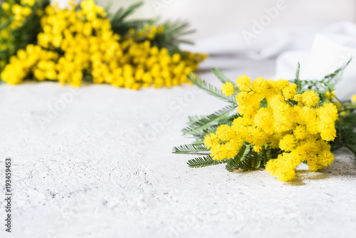 mimosa in primo piano e sfocata sullo sfondo