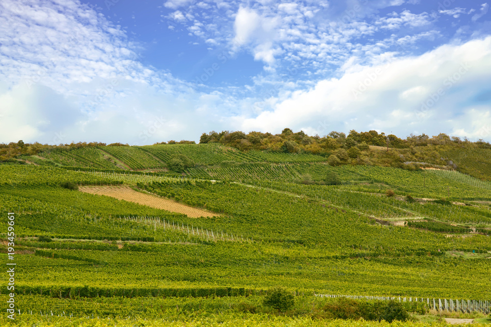 Kientzheim - Vue sur les vignobles - Alsace, Haut Rhin Kientzheim - Vue sur les vignobles - Alsace, Haut Rhin