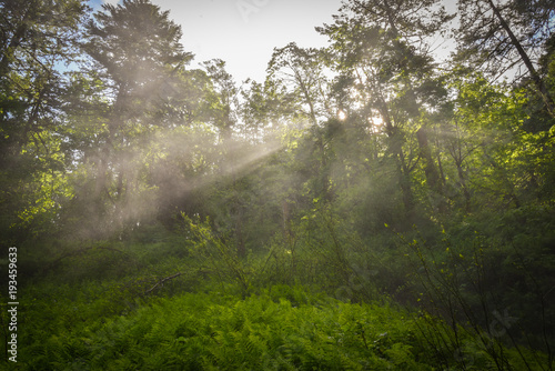 Misty light rays shine through lush trees in Oregon © Nicholas Steven