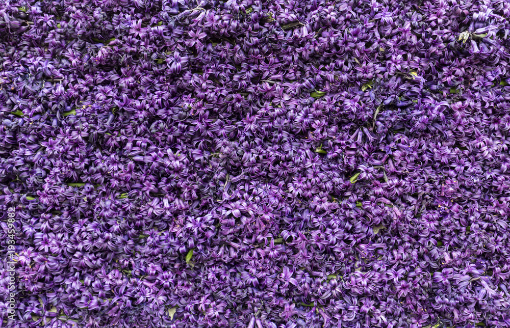 Abstract background . Close-up of violet hyacinths flowers