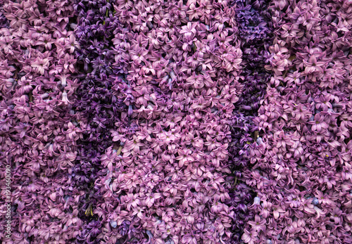 Abstract background . Close-up of violet hyacinths flowers © wjarek