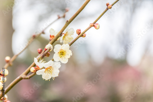 梅の花とツボミ