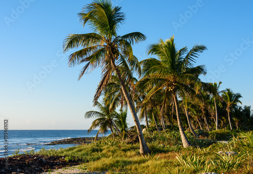 Palm trees on tropical shore.