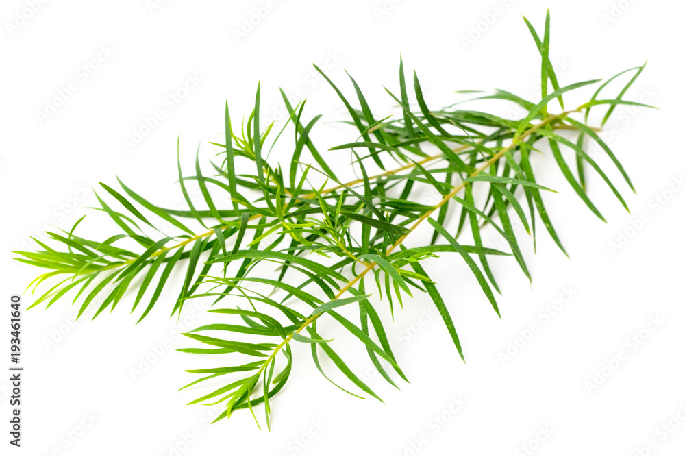 Fototapeta premium fresh tea tree leaves isolated on white