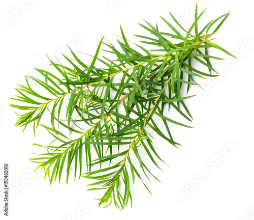fresh tea tree leaves isolated on white © Amy Lv