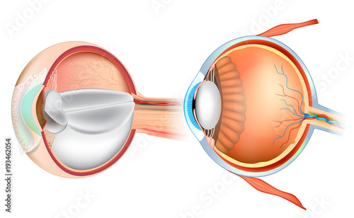 Eye Anatomy Illustration. Cross section of human eye. 