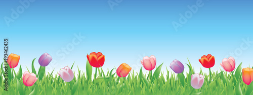 Pretty tulips for spring