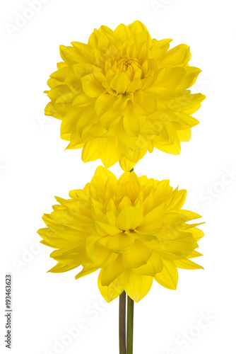 Fototapeta Naklejka Na Ścianę i Meble -  dahlia flower isolated