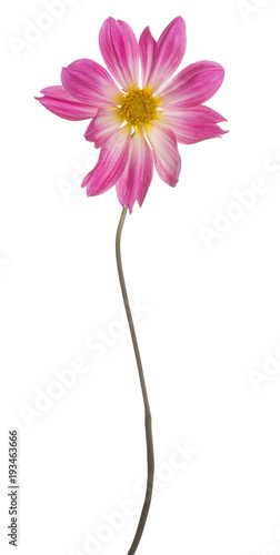 Fototapeta Naklejka Na Ścianę i Meble -  dahlia flower isolated