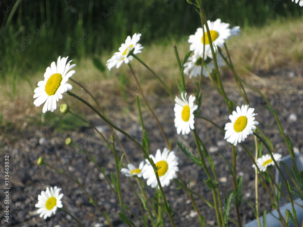 daisies