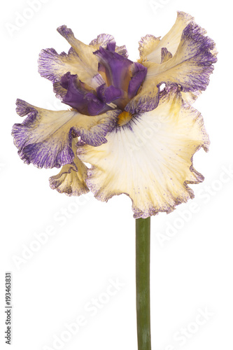 Fototapeta Naklejka Na Ścianę i Meble -  iris flower isolated