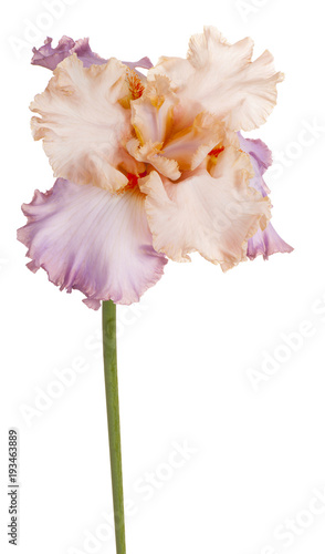 Fototapeta Naklejka Na Ścianę i Meble -  iris flower isolated