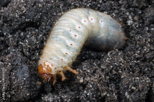 Larva of the May beetle. White chafer grub against the background of the soil.