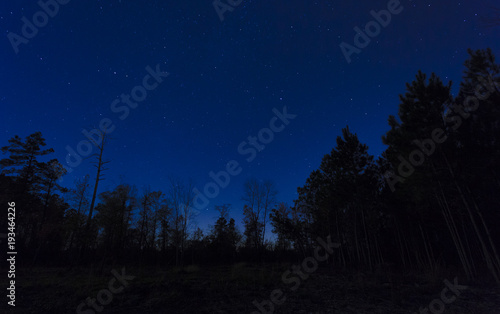 Blue night sky with a thick forest silhouette in the foreground