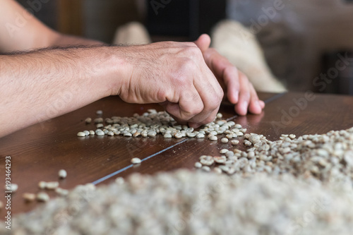 Barista hand selecting the best coffee beans for the roaster